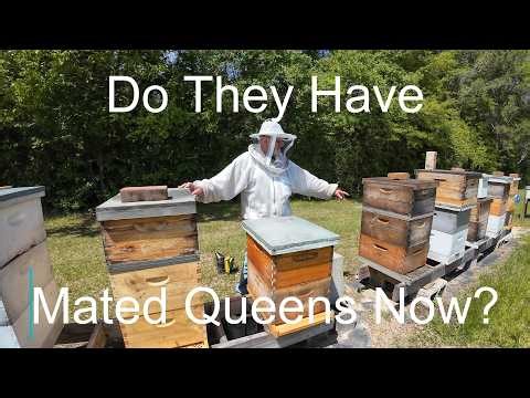 Checking for Mated Queens 4-7-2026