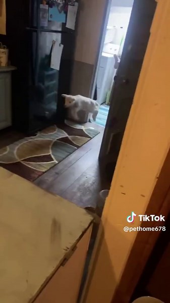 Adorable Baby Goats Bringing Joy and Laughter