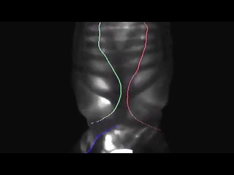 How all birds make and control sounds