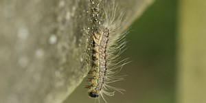 Brits urged to report sightings of toxic oak processionary moth caterpillars