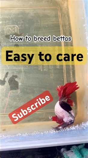 "How to Breed Betta Fish Like a Pro: Easy Steps for Trendy Success!" ❤️🥹#bettabreeding #betta