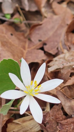 2 Days of Spring Camping in the Smokies