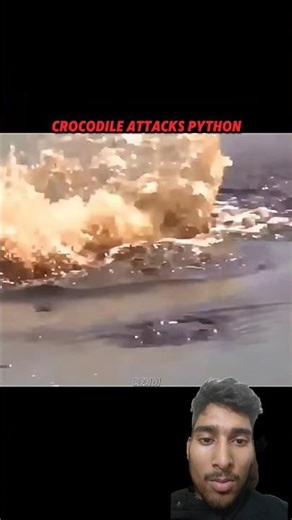 Crocodile ambushes python in water#wildlife#animals#youtube