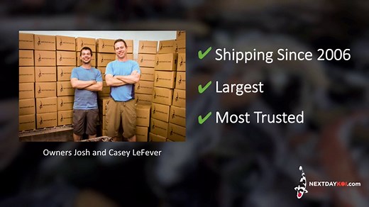 Ich and Your Koi Fish as found on Next Day Koi