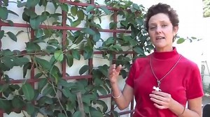 Stephanotis Vine Care