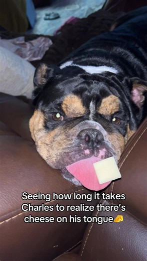 How Long Until My English Bulldog Notices Cheese on His Tongue?