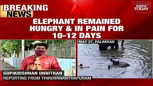 Elephant died because of drowning: Autopsy report