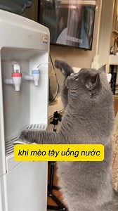 Sự khác biệt giữa mèo tây với mèo ta | Xanh Premium