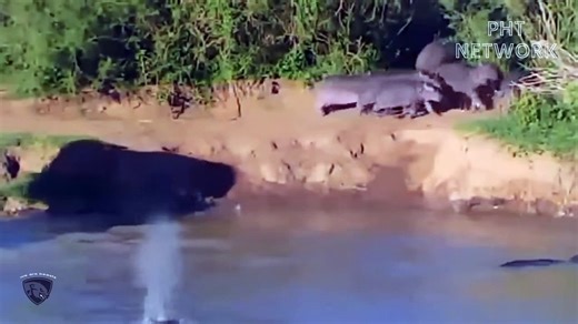 Crazy Python Destroys Huge Elephant Making It Unable To Resist