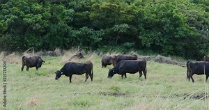 Cow pasture in ishigaki island of Japan