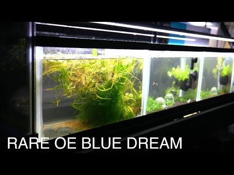 Easy Low-Tech Orange Eye Blue Dream Nano Tank Maintenance | 2.5 Gallon OE Neocaridina Detritus Clean
