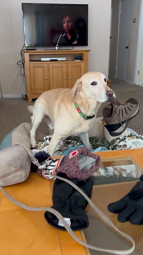 4.2M views · 10K reactions | “Boot? What boot?” The Sneaky Shoe Thief has graduated to Sneaky Boot Thief…#sneaky #sneakyStevie #steviethewonderdog | Stevie the Wonder Dog | Facebook