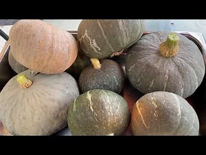 HARVESTING SQUASH | HOW TO PREPARE AND CLEAN THE SQUASH BEFORE COOKING.
