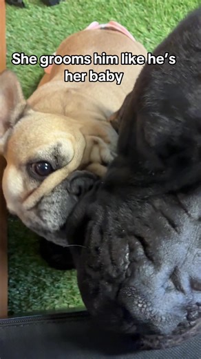 Understanding French Bulldog Behavior and Care