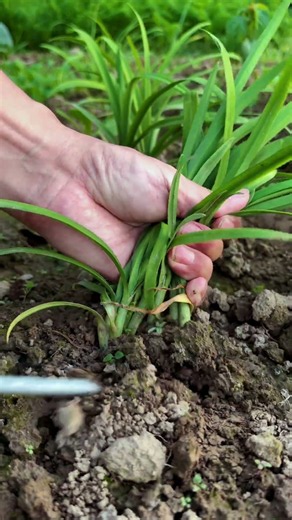 🌱 Harvesting Green Onions with a Simple Soil-Loosening Tool