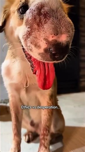 Mangled by neglect, begging for help—exploiting suffering for donations: right or wrong? 😢