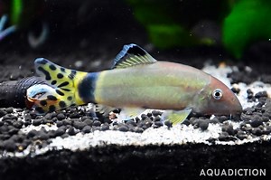 Splendid Loach - Yasuhikotakia splendida Fish Profile & Care Guide