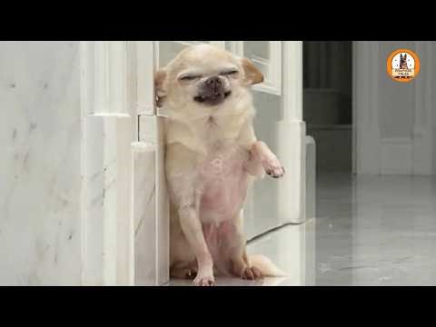 They Left Her After 3 Years…But This Tiny Dog Didn’t Give Up on Love