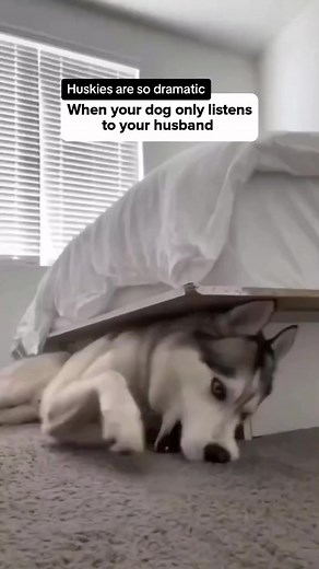 You know living with a husky mean? Non stop drama. Check out another husky funny video. Huskies love talking, which make them a unique, adorable and funniest dog breed. #dogs #husky #huskies #huskieshowling #huskytalking funniest husky video I hilarious talking husky I talking huskies | husky the drama queen I husky videos funny | husky videos tiktok | best husky video I funny husky video 2023 I funny husky videos try not to laugh. | Wow Silk Tie