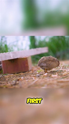 Zebra Finch Flock Adorable Baby Birds Learning to Eat!