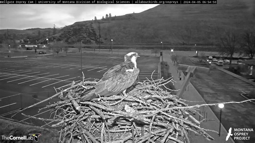 41K views · 768 reactions | Big news on Bird Cams! Iris—one of the...