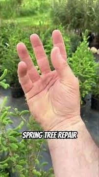 HELP TREES GROW FAST: Simple tree repairs to maximize growth rate.