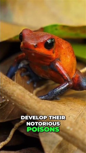 Poison Dart Frogs: Wild Diet = Deadly Toxins, Captivity = Safe! #shorts
