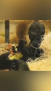 193K views · 13K reactions | Growing Up Gorilla: The Best Time of a Baby Gorilla's Life殺轢殺 #viralreelsシ #babygorilla #bestmoments | Gorilla Channel | Facebook