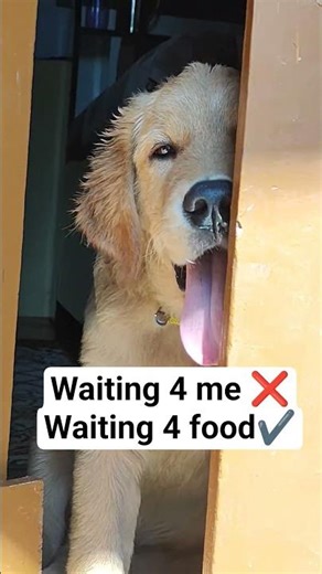 He waits for me like this 🥹🥰 #goldenretrieverpuppy #dog #pawsome #pawsnclaws #funnydog #puppy #doggy