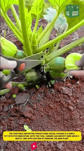 The vegetable harvesting process using special scissors is a simple yet effective innovation.