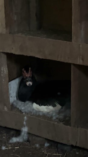 Natural duck incubation 🦆Mother duck keeps eggs warm.Ducklings hatch after 28 days #duck #nature