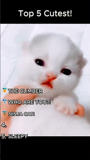 Top 5 Cutest Kittens of the Day! 😻 (Instant Mood Boost) #cat #funny #memes #pets #animals #petcomedy