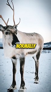 281K views · 4K reactions | Why Rudolph’s nose is red #xmas #christmas #reindeer #santaclaus #happyholidays | Wentworth Bros | Facebook