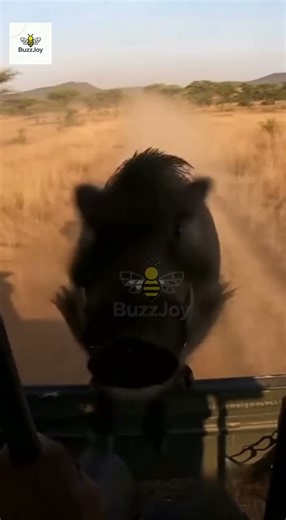 OMG! This Leopard's Brutal Hunt for a Wild Boar Is INSANE! 😱
