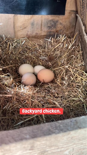 Backyard chicken. #backyardchickens #reelsfypシ #highlights | Jane Vlog