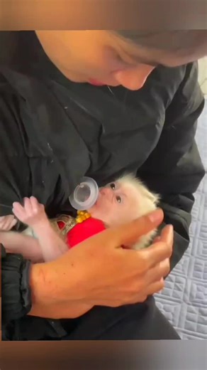 Baby Monkey Family on TikTok