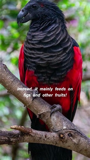 Dracula Parrot: Nature's Gothic Masterpiece.