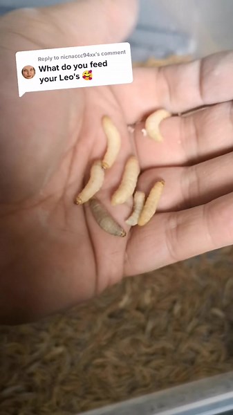 Gecko Food: A Varied Diet for Optimal Health