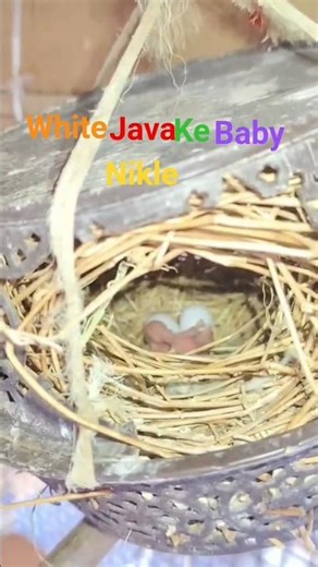Time out of white Java chicks out #birds #whitejavabreding#javasparrow