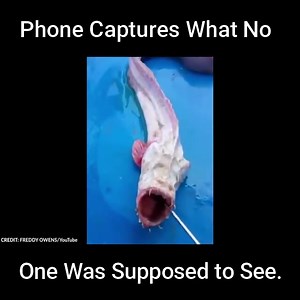Phone Captures What No One Was Supposed to See | Extra Alien