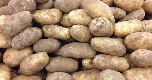 Simplot announces $460 million potato plant expansion at Portage la Prairie