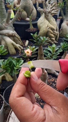 One of the Adenium Grafting Techniques