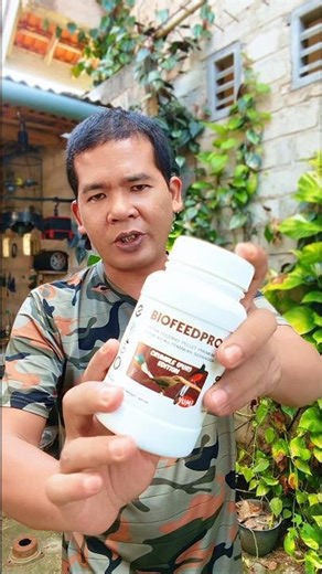 High protein bird extra food for fast singing birds