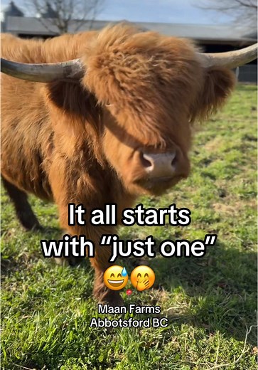 Meet Our Adorable Highland Cows at Maan Farms