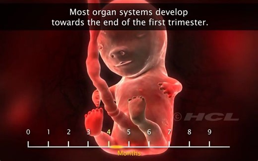 【3D演示】胚胎发育过程