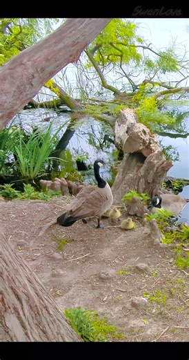 Learning to Splish Splash! 20250510 #Nature #goslings #goose v13