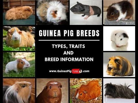 Guinea Pig Breeds and their distinct characteristics