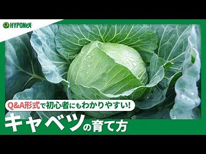 ☘31: How to Grow Cabbage | What's the Difference Between Spring and Autumn Planting? Tips for Pro...