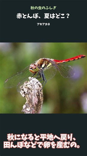 秋の赤とんぼ、夏はどこにいた？【アキアカネの旅】 #昆虫