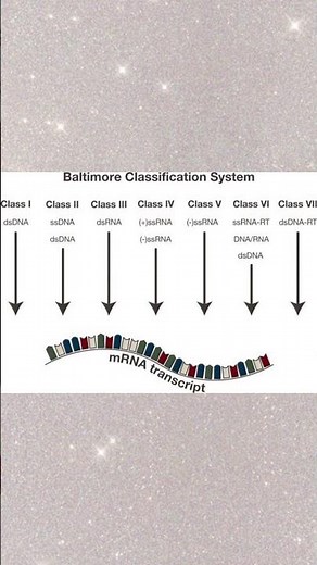 Baltimore classification of viruses